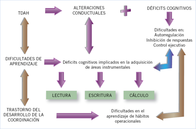 Estudios realizados por Broca