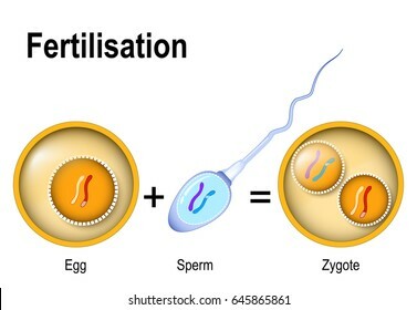 Preimplantation period begins Week 1