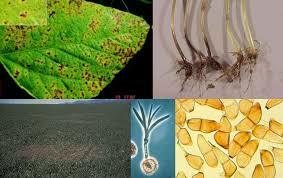 La Triada de enfermedad en la Fitopatologia