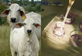 Fecundación animal in vitro