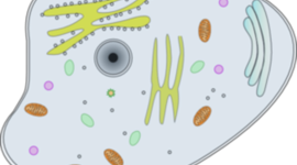 Timeline: Cell Theory