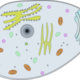Animal cell