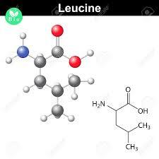 Aminoácido Leucina