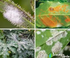 TAXONOMIA DE LAS ENFERMEDADES