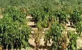 LA ENFERMEDAD Y LA SUPERSTICIÓN / LA MUERTE NEGRA