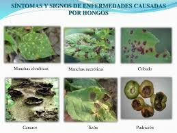 LOS MICROBIOS PATOGENOS CAUSANTE DE ENFERMEDADES
