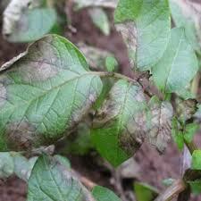 ANTÓN DE BARY Y SU DESCUBIMIENTO