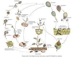 CAUSAS Y NOCIONES DE LAA ENFERMEDADES