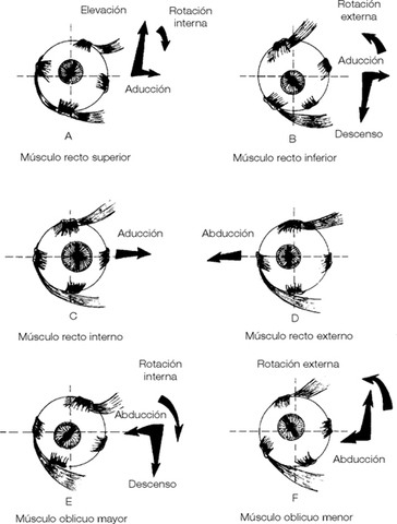 1907 Manuel Márquez  Dio a conocer su famoso esquema de las acciones aisladas de los músculos oculares.