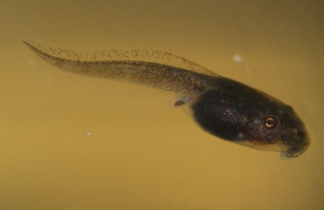 First cloned organism