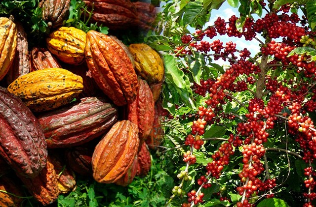 Cacao deja de ser rentable
