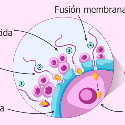 Timeline: Proceso de Fecundación