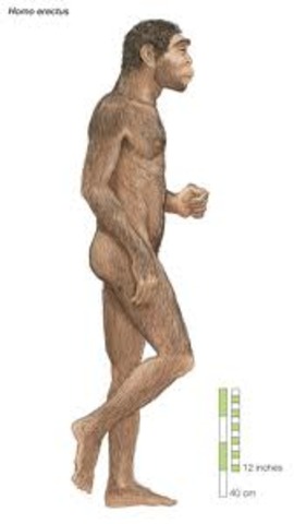 Homo Erectus (upright man)