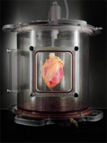 Desarrollo de células cardiacas en biorreactor