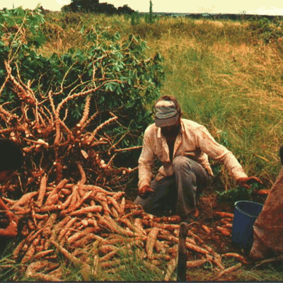 Timeline: Historia y evolución del espacio agrario en Venezuela