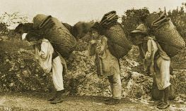 Revolución Mexicana en la agricultura