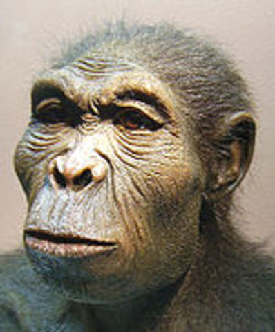 Homo habilis