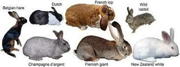 Exemple pràctic de la Teoria de l'Evolució 2