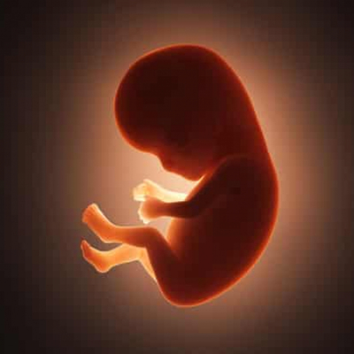 Timeline: Desarrollo prenatal