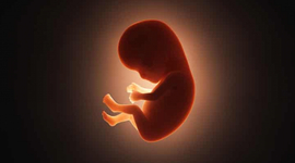 Timeline: Desarrollo prenatal