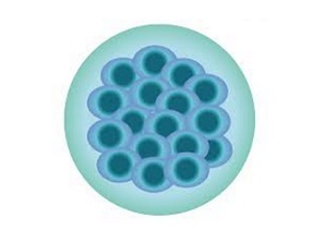 Periodo: Cuatro días después de la concepción - Mórula