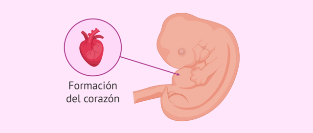 Periodo: Tercera semana - Corazón