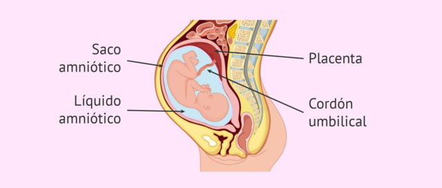 Periodo: Octava semana - Células exteriores de la blástula