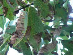 LA TEORÍA DEL MIASMA