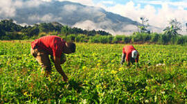 Timeline: Evolución de la Agricultura en Venezuela