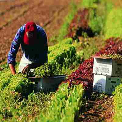 Timeline: Actividades agropecuarias de Venezuela