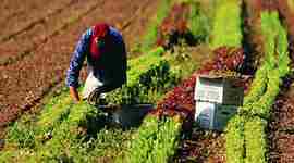 Timeline: Actividades agropecuarias de Venezuela