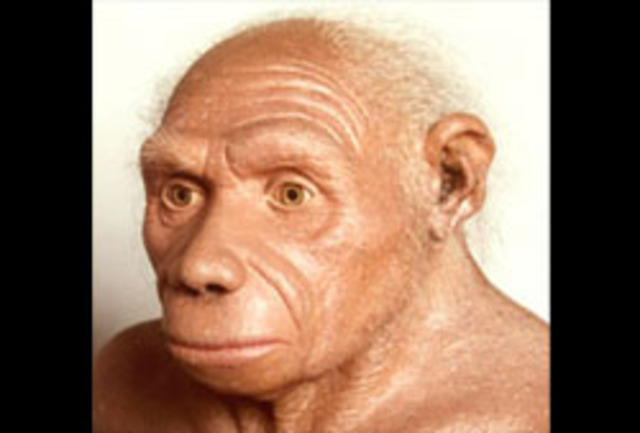 Homo erectus