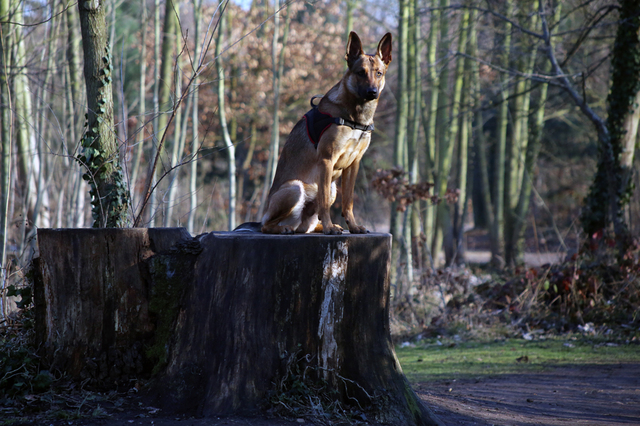 domestication des animaux