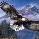 Eagle... p