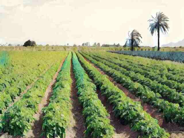 Efectos del Petróleo sobre la agricultura