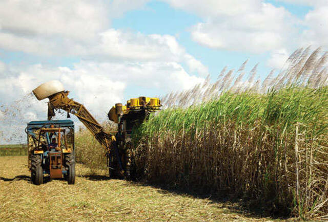 Caña de azúcar