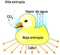 ROBERT MAYER Y HERNANN VON
