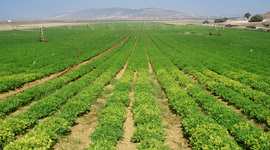 Timeline: Historia y Evolucion del espacio agrario en Venezuela