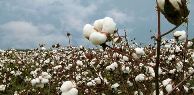 El Algodón, fue una ¿Nueva Moneda?