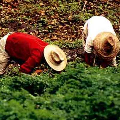 Timeline: Historia y Evolución del espacio agrario Venezolano