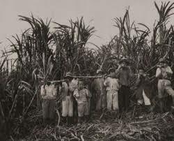 Plantaciones de caña de azúcar en XVIII