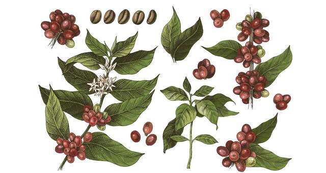 Aparición del café en Venezuela