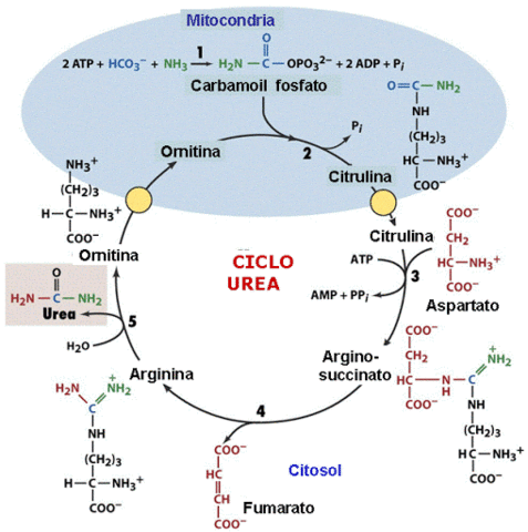 Síntesis de la urea