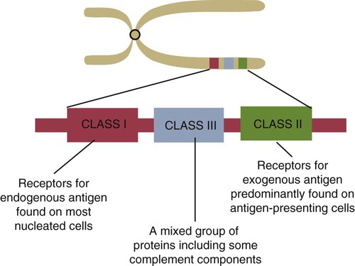 Major histocompatibility complex genes