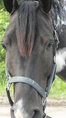 Getting my First Horse