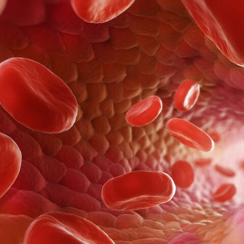 La circulación de la sangre