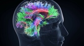 Timeline: las neurociencias de la conducta, un viaje que no se detiene.