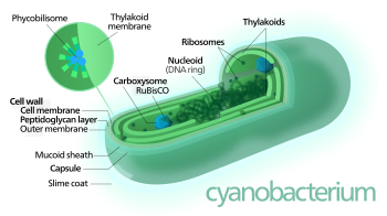 Hva var de første organismene?