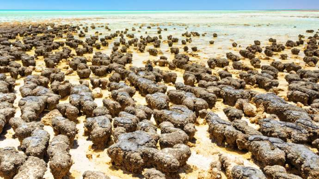 Eldste fossil som er funnet