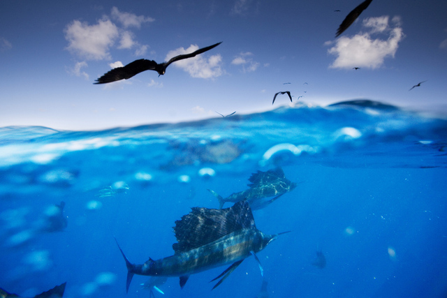 dia 5 de la creación